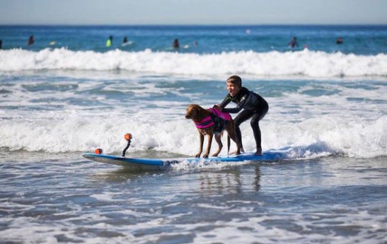 σκυλοσ σερφερ3