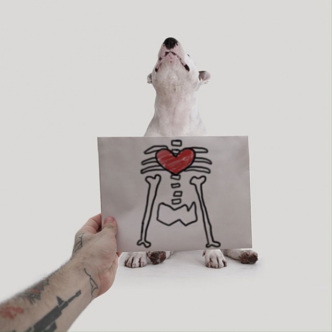 38305-R3L8T8D-650-Jimmy-the-Bull-Terrier13__605