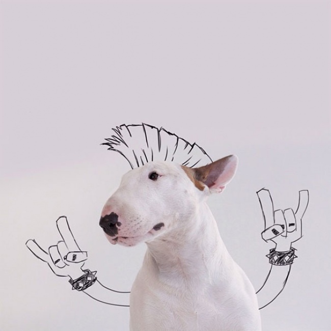 Bull-Terrier2