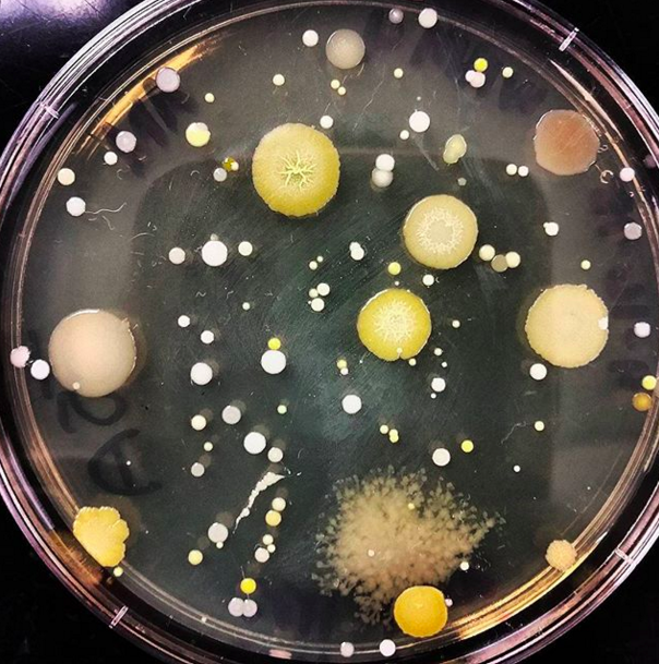 25906064992_7ce6a42d86_o