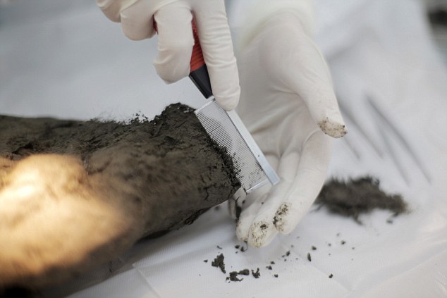 323E2A8F00000578-3494898-image-a-2_1458130755488