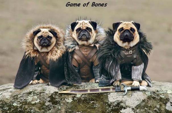 14980ebba320c517cc179560d5b540d6