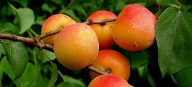 megalh-prosoxh-mhn-ksanafate-verikoka-xwris-na-elenxete-afto-1