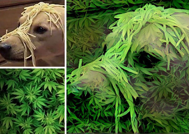 ba274ac6190ddd49cc419554a338075c