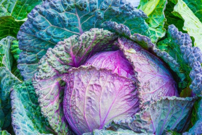 ean-valete-ena-laxano-panw-sto-stithos-sas-2