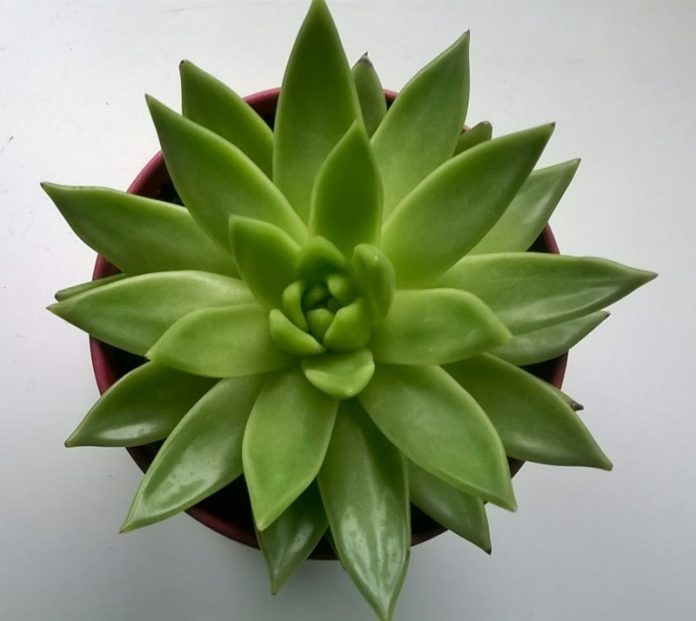 kovei-lemoni-trivei-fridia-tis-molis-mathete-logo-kanete-eseis-5