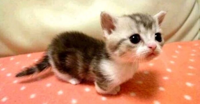 munchkin-kittens-810x421
